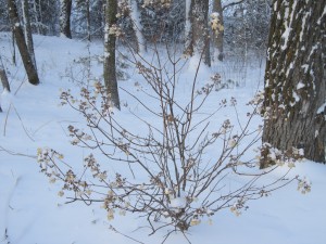 Quick Fire Hydrangea-Winter shrub