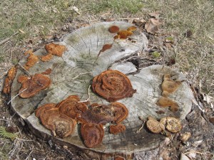 Stump with fungi
