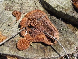 Fungi with sticks