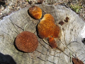 Rounded fungi