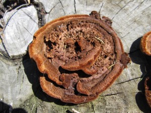 Rosette fungi