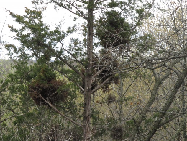 Oh No, We Have Squirrels!  NorthStarNature