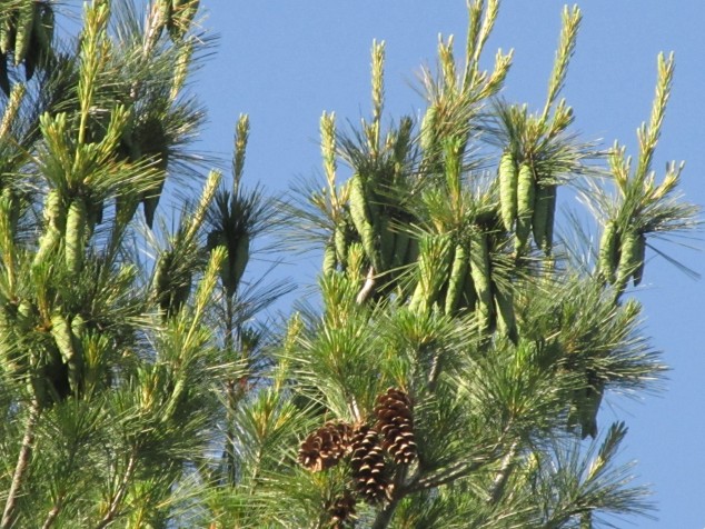 White pine cones--new and old