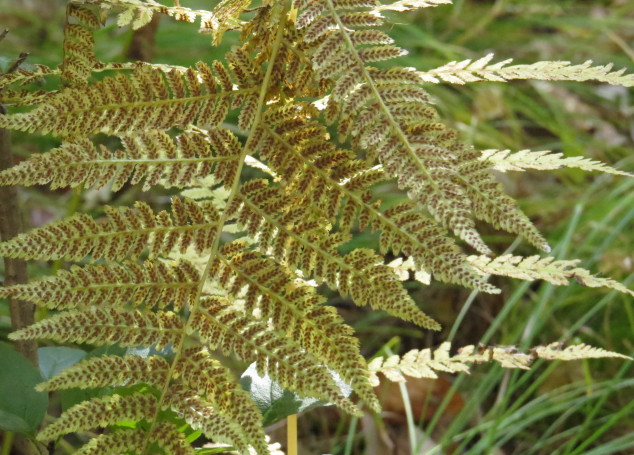 Fern spores