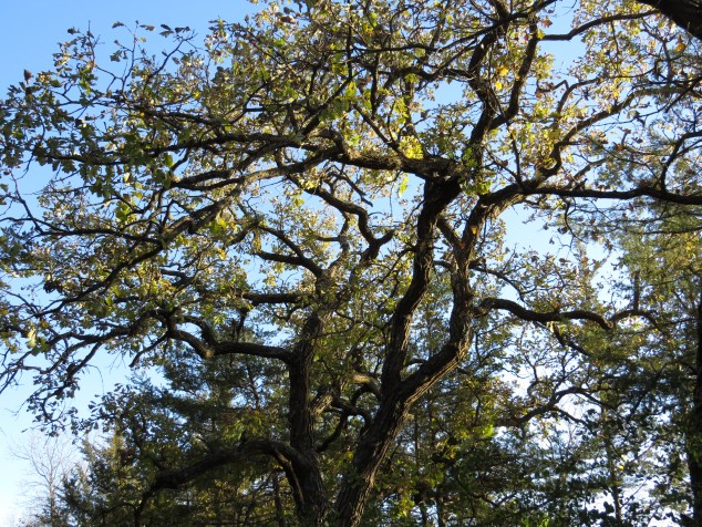 Oak tree at Warner Lake County Park