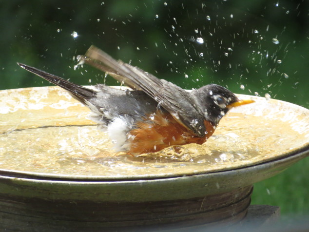 Robin in birdbath