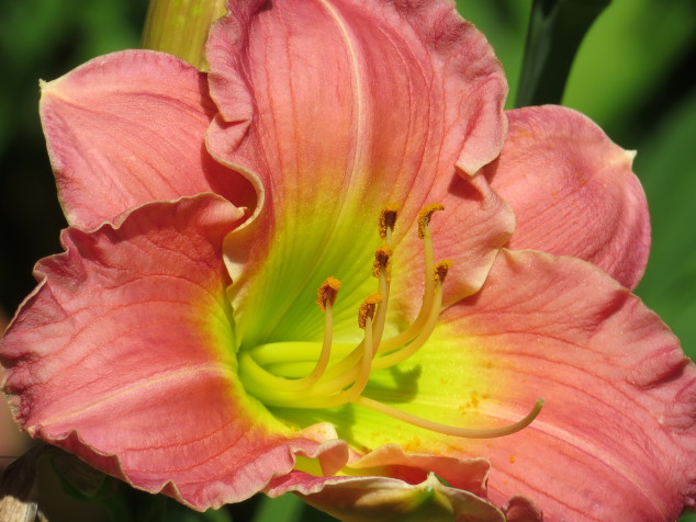 Daylily "Emily"