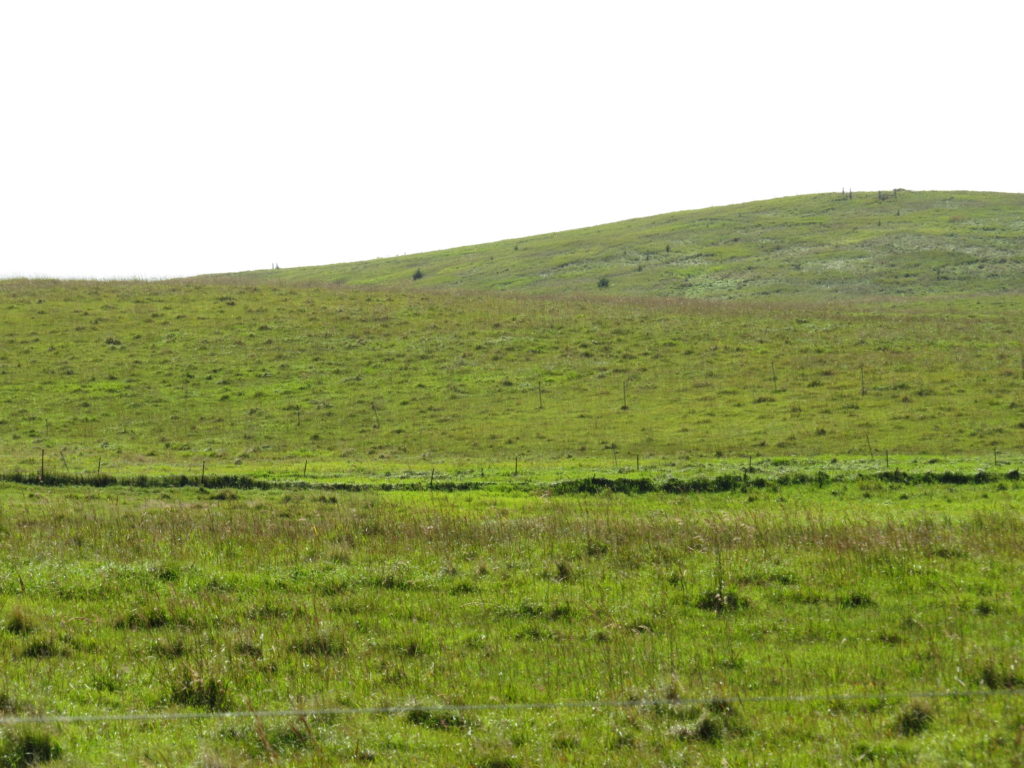 the green prairie