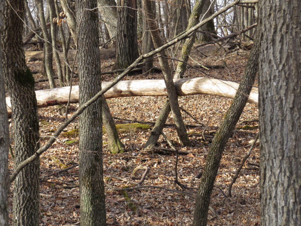 fallen log