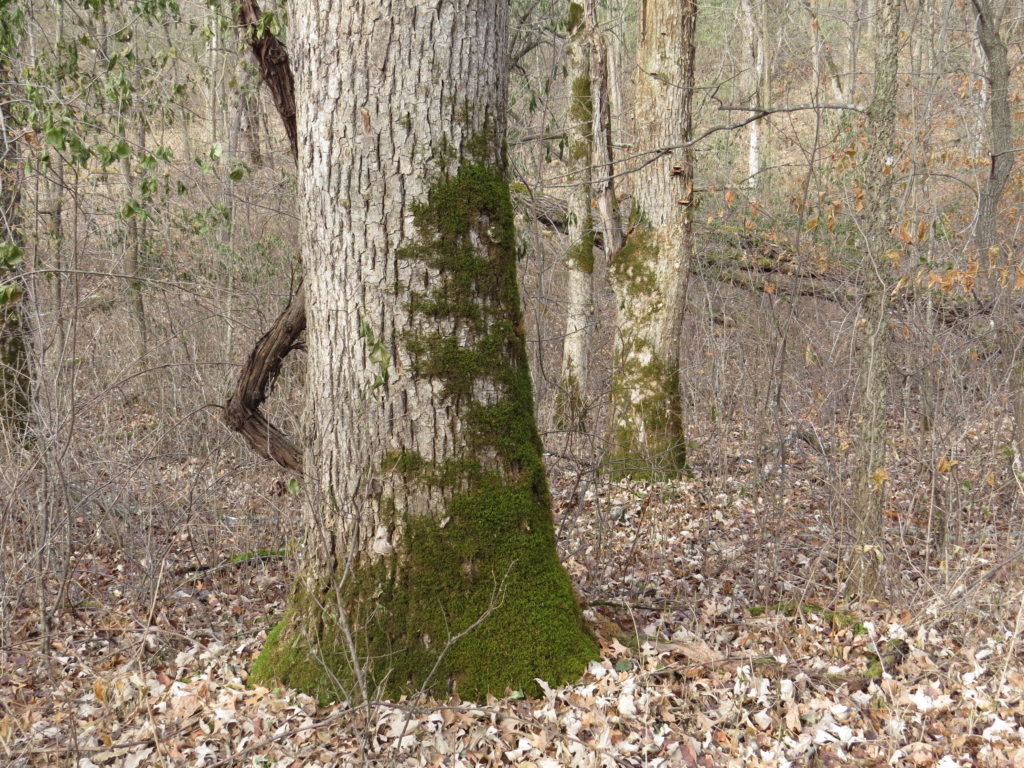 Moss art on a tree