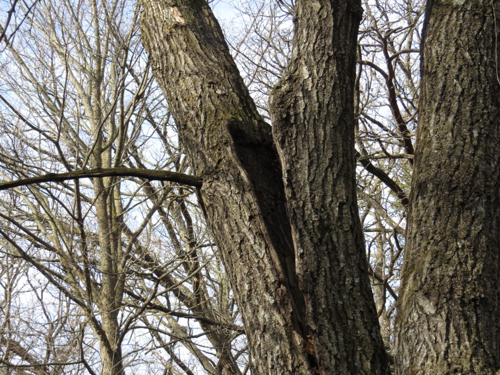 split trunk