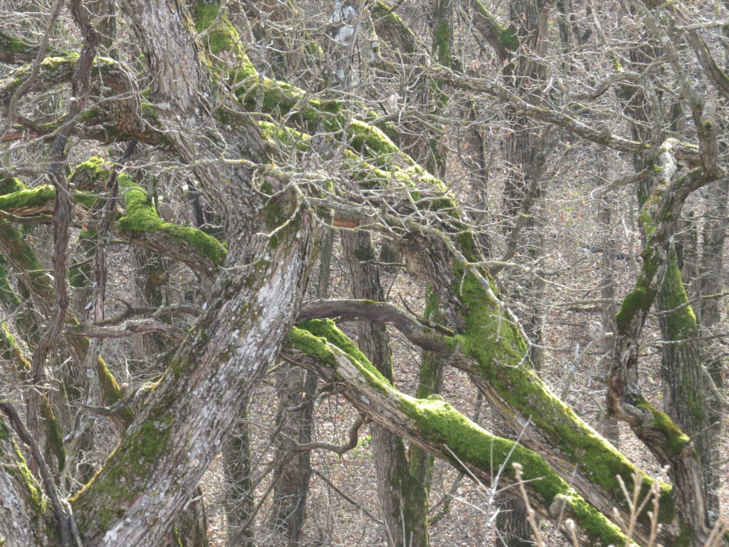 spectacular branches