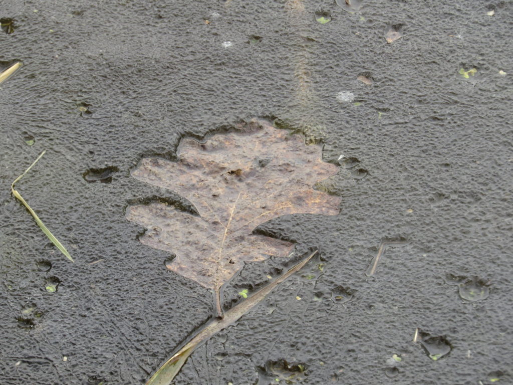 Leaf print in mud ice