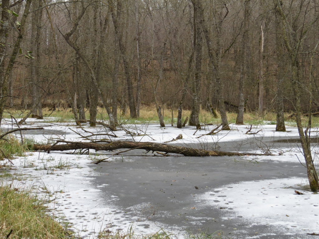 stuck in the ice