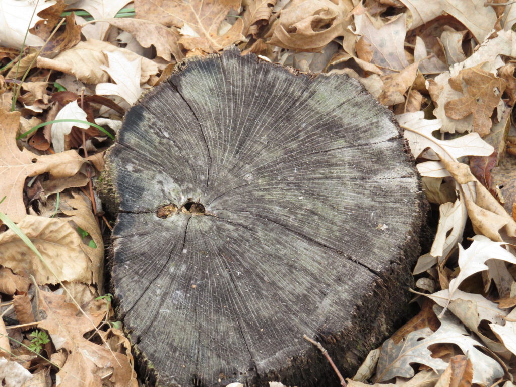 Stump art