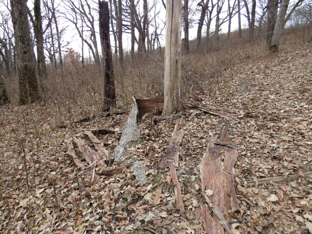 de-barked tree trunk