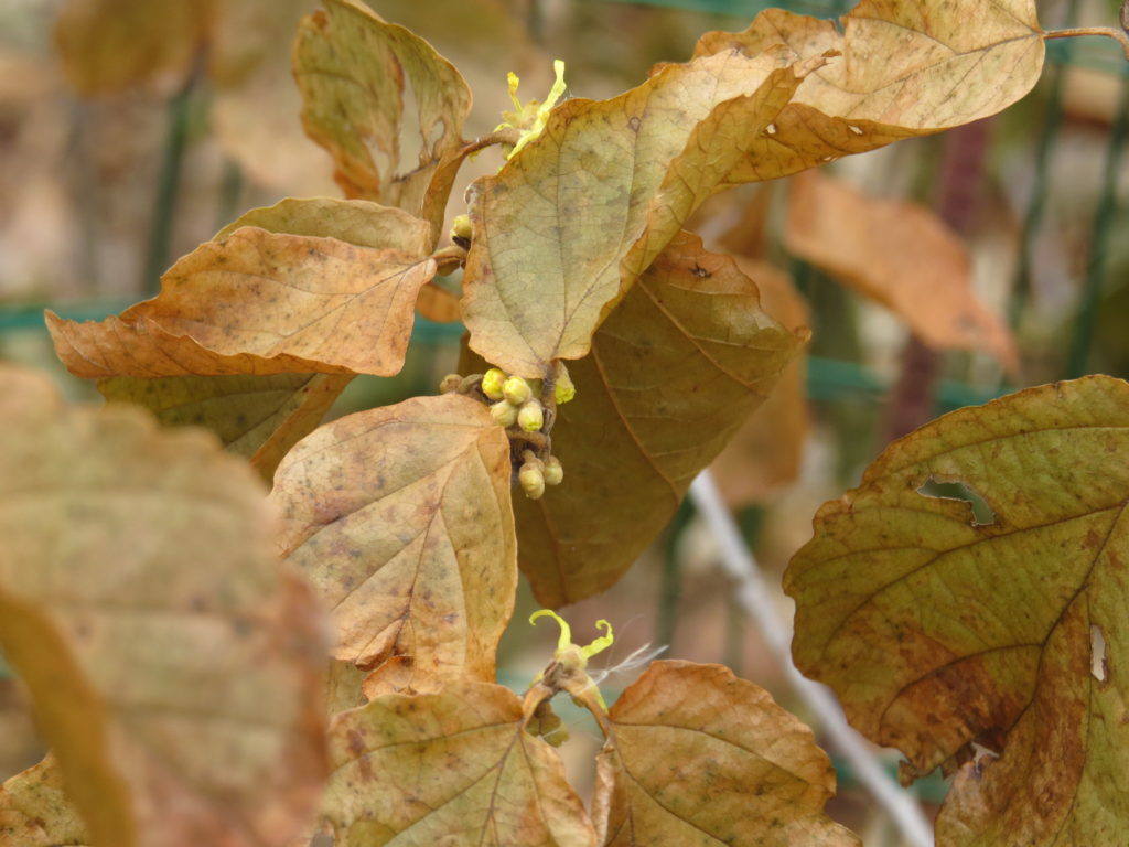 budding flowers going into Winter