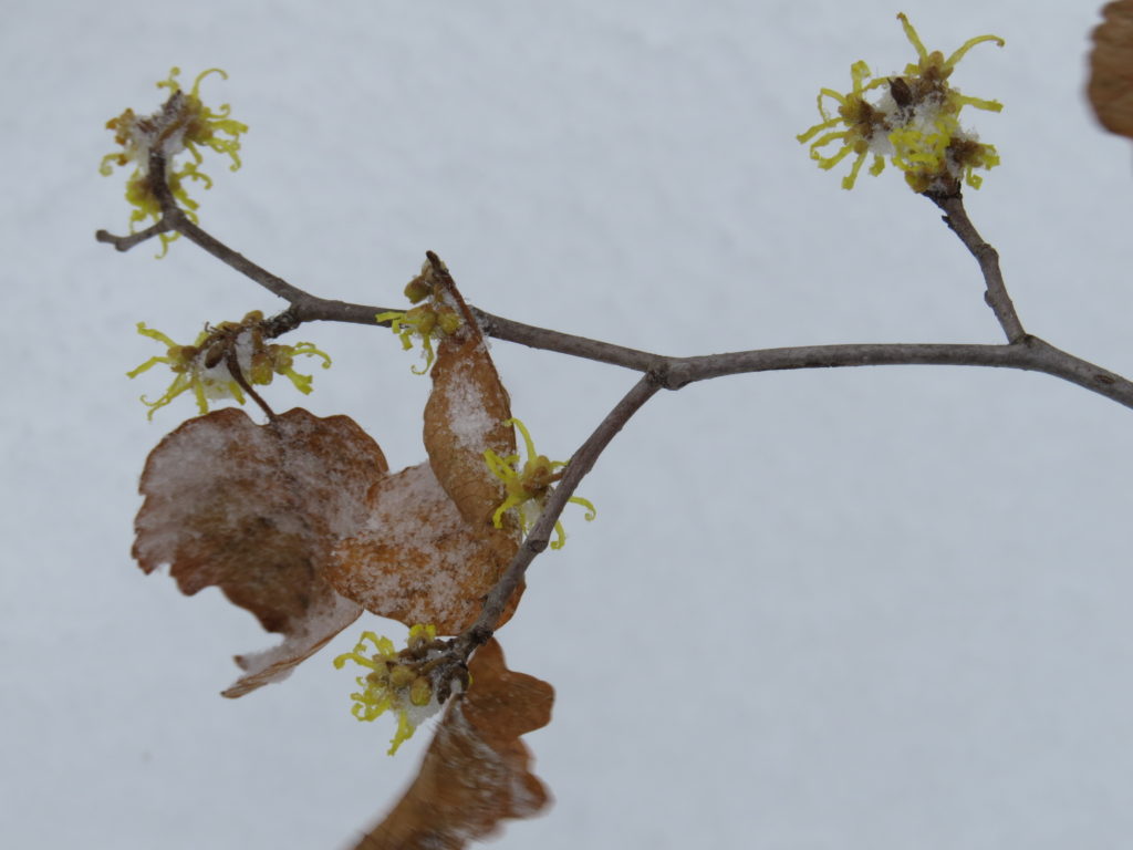 Blooms in snow