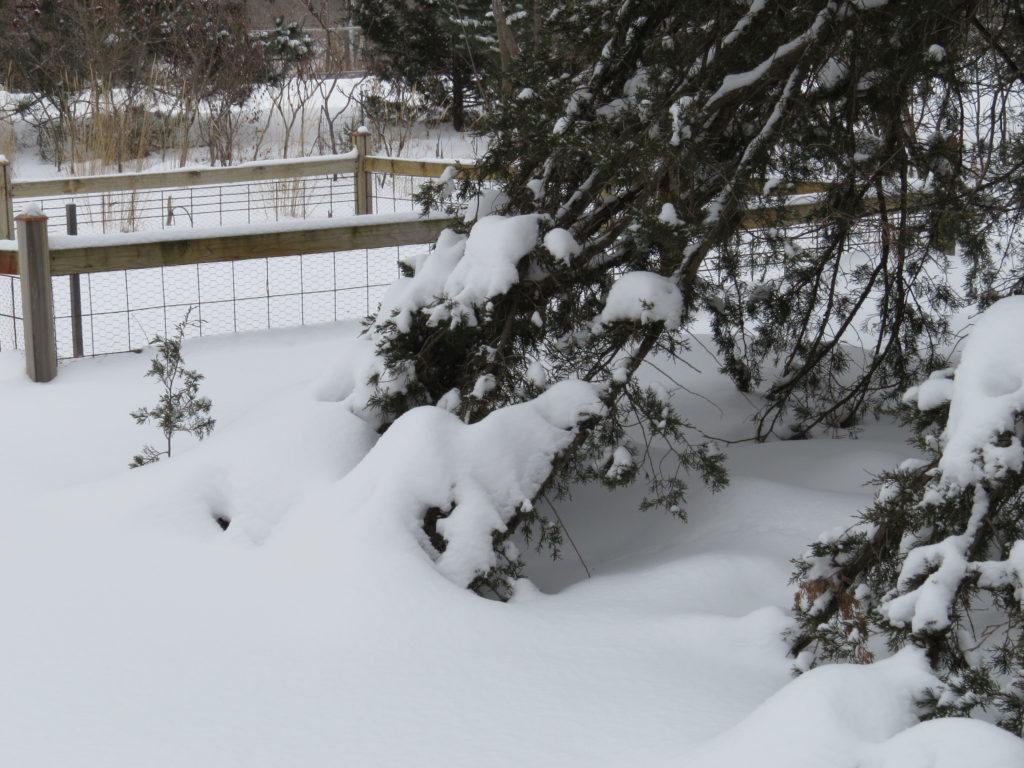 Snowed under Cedar branches