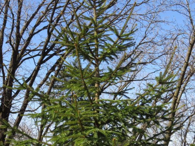 Hug A Root Hug a Tree, Plant a Tree-Your Body Will Thank You - NorthStarNature